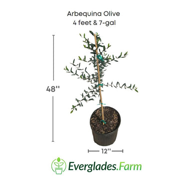 Arbequina Olive Tree, Semi-Dwarf